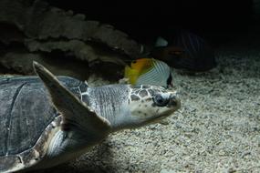 grey sea Turtle swims underwater in zoo