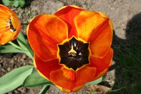 Close-up of the beautiful orange and yellow tulip flower