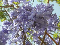 extraordinarily beautiful Bloom Flowers