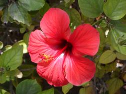 perfect Hibiscus Red