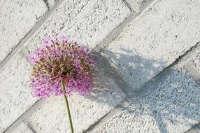 extraordinarily beautiful Shadow Flower