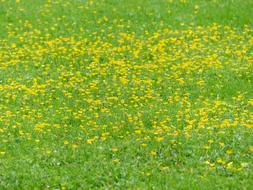 landscape of Meadow Flowers Lard