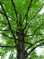 Tulip green Tree Leaves