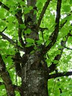 Tulip Tree Tribe in garden