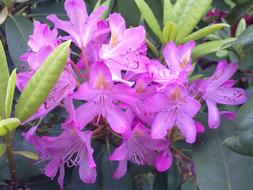 Light Purple Flowers