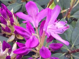 Rhododendron Pink