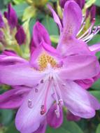 Vernal violet Flower