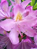 extraordinarily beautiful Vernal Pink Flower