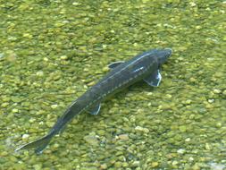 Sterlet Fish Acipenser Ruthenus