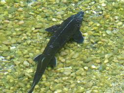 sterlet in the clear water of the lake near the shore