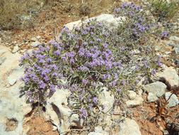 Wild Flower Herbs