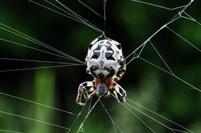 Macro view of Spider Web insect