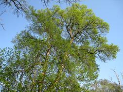 Beautiful, green trees with branches, in the spring, under the blue sky