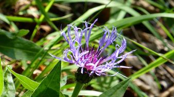 Mountain bluet flower close up