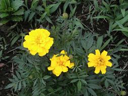 Marigold Yellow Flowers at Summer