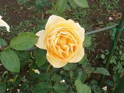yellow cream rose in the garden