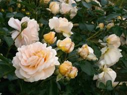 Rose Cream Color