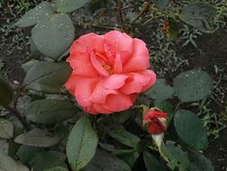 Rose Pink Flower After The Rain