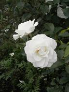 Rose White Flowers in garden