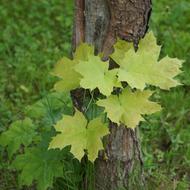 Maple Tree and green leaves