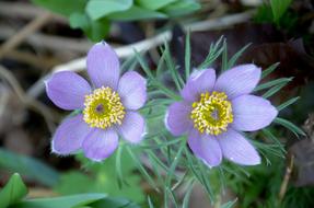 unusually beautiful Anemone Flower