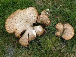 Brown and white parasol mushrooms, among the grass