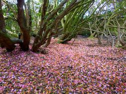 Petals Colorful Shades Of Red as a carpet