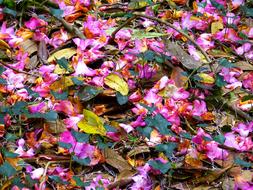 Petals Of Multicolored Shades Of Red