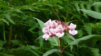 goodly Flower Wild Flowers