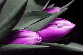 unusually beautiful Tulip Purple