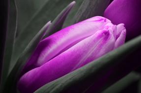 Tulip Purple macro