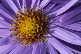 pollen on the yellow core of a purple flower