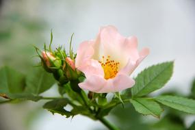 Rose Flowers
