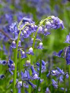 goodly Orchid Atlantic