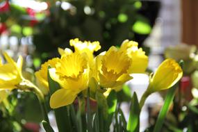 yellow spring daffodils in the sun in a blurred background