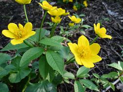 Kabbeleka Flowers Yellow