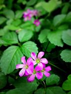 extraordinarily beautiful Wildflowers Flowers