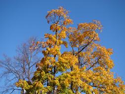 Beautiful and colorful tree with leaves, in the autumn, under the blue sky