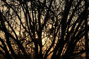 light and shadow in the silhouettes of trees at dusk