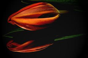 Beautiful closed orange tulip flower with reflection