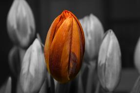 one Orange Tulip