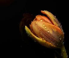 Orange Tulip with water drops