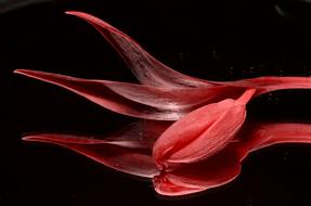 magnificent Red Tulip