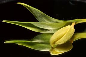 goodly Green Tulip