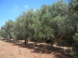 Olive Trees growing in row