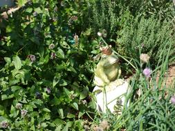 Frog Crown Pond