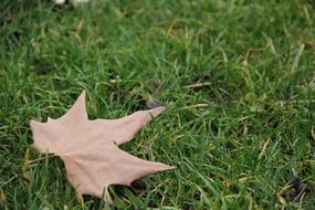 Close-up of the beautiful, brown autumn leaf on the green grass