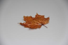 Close-up of the colorful and beautiful autumn leaf on the white surface