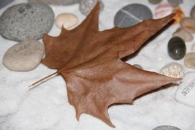 Autumn Leaf on Stones