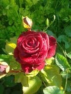 wonderful Rose Flower Red